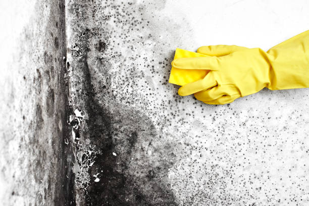 Best Local Mold Removal Service  in Monticello, WI