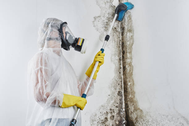 Best Best Mold Removal Companies  in Monticello, WI