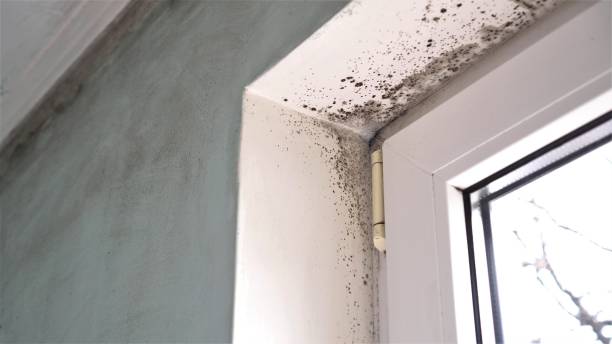 Best Office Mold Removal Services  in Monticello, WI