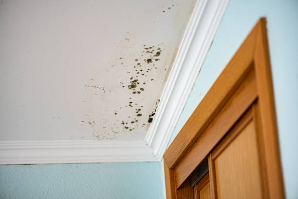 Best Mold Cleaning Services  in Monticello, WI