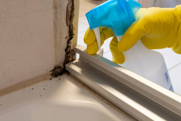 Best Home Mold Removal  in Monticello, WI