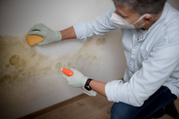 Best Mold Remediation  in Monticello, WI