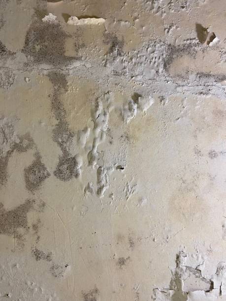 Best Attic Mold Removal  in Monticello, WI