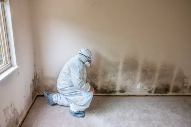 Best Mold Removal Company Near Me  in Monticello, WI