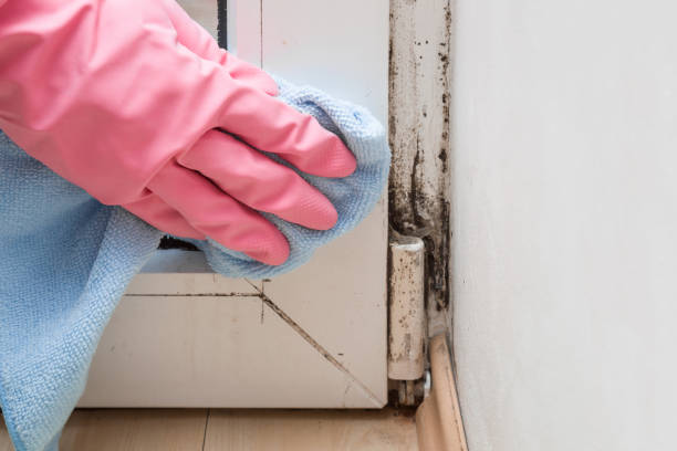 Best Emergency Mold Removal  in Monticello, WI